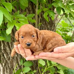 Nova - Red female Cavapoo puppy in Beresford, South Dakota from DAKOTA DOOD RANCH