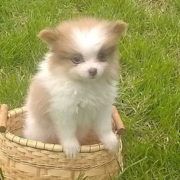 Pomeranians from Sparta Poms