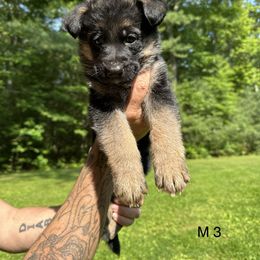 German Shepherd Puppies from Casale Shepherds