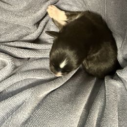 Amari - Black tri-color female Australian Shepherd puppy in Mount Vernon, Texas from RJ's Aussie Posse