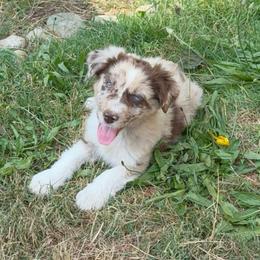 Mars - Red merle male Australian Shepherd puppy in Yelm, Washington from Country Rose Australian Shepherds