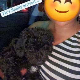 Yorkipoo and Yorkshire Terrier Puppies from Texas Yorkies and Yorkiepoos