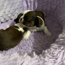 Shih Tzu Puppies from Shih Tzus N Giggles