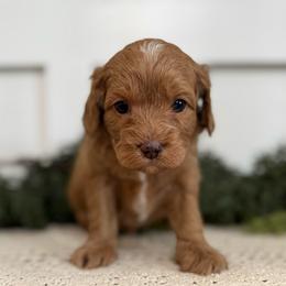 Jessie - Red female Cavapoo puppy in Kankakee, Illinois from Apricot Roots Doodles