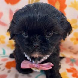 Ebony - Black female Shih Tzu puppy in Hemet, California from Aloha Shih Tzu