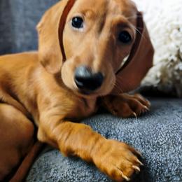Dachshund Puppies from Goldie Girls Ranch Dachshunds