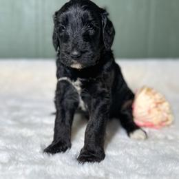 Pepper - Black female Goldendoodle puppy in Osage City, Kansas from Golden Ridge Goldens