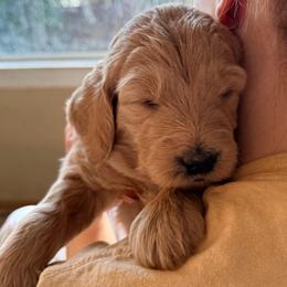 Princess Tiana - Cream female Goldendoodle puppy in Puyallup, Washington from Dawnie’s Doodles