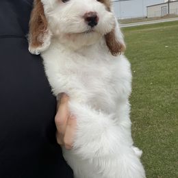 Jack - Parti male Goldendoodle puppy in Ottawa, Ohio from Simply Beautiful Goldendoodles