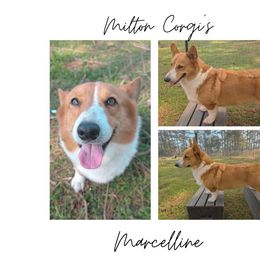 Marcelline - Pembroke Welsh Corgi