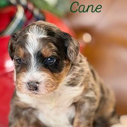 Cane - Blue merle male Aussiedoodle puppy in Burbank, Ohio from Berns & Doodles