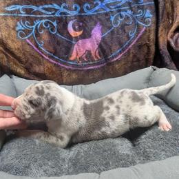 Elrond - Harlequin male Great Dane puppy in Citra, Florida from AEW Farm