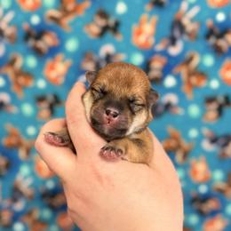 Tsuki - Red male Shiba Inu puppy in Marshall, Minnesota from Tobitatsu Shiba Inu
