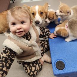 Bulldog and Pembroke Welsh Corgi Puppies from Salted Rim Corgis