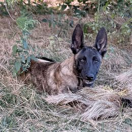Zak - Gold brindle male Dutch Shepherd puppy in Watertown, Connecticut from APACHE CANINE