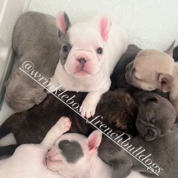 Joy - Fawn French Bulldog puppy in Sonoma, California from Wrinkle Boss FrenchBulldogs