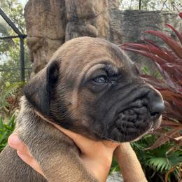 Biscuit - Brindle male Great Dane puppy in Florida from Beachside Kennels
