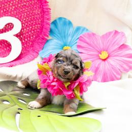 Cove - Blue merle female Australian Shepherd puppy in Eubank, Kentucky from Ashlee's Aussies