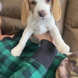 Snowball - Lemon and white male Beagle puppy in Union, Kentucky from Moore Beagles