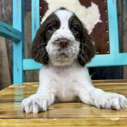 Alanis - Liver and white female English Springer Spaniel puppy in Winchester, Kentucky from Hidden Springs Farm