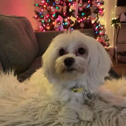 Lolly - Maltese