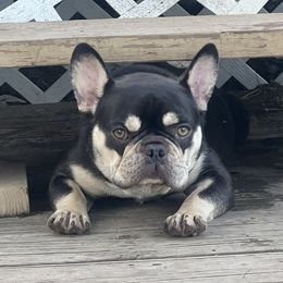 Ohana - French Bulldog