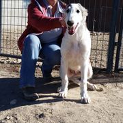 Borzoi Puppies from Radost Borzoi