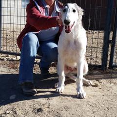 Borzoi Puppies from Radost Borzoi