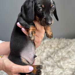 Guiness - Black and tan male Dachshund puppy in Gilbert, South Carolina from Gena’s Dachshunds