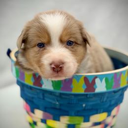 Girl 2 - Red merle female Australian Shepherd puppy in Cape Girardeau, Missouri from Real McCoy Australian Shepherds