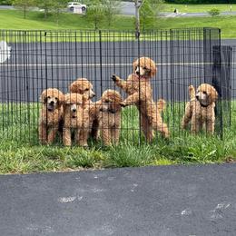 Poodle puppies from Sommer Standards & Chinese Cresteds