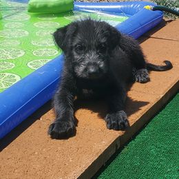 Irish Wolfhound Puppies from Wicked Wolfhounds Ltd.