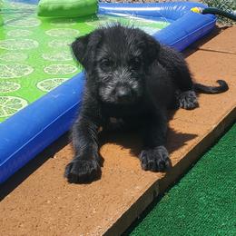 Irish Wolfhound Puppies from Wicked Wolfhounds Ltd.
