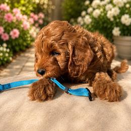 Boy 2 - Red  male Goldendoodle puppy in Sacramento, California from Golden doodles  Lovers