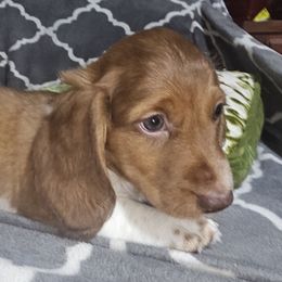 Chocolate based Red Piebald Longhaired male - Piebald male Dachshund puppy in Georgetown, South Carolina from Hartleys Dachshunds