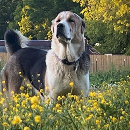 Brie (Charcuterie Litter) - Black Central Asian Shepherd Dog puppy in Marshville, North Carolina from 704 Central Asian Shepherds