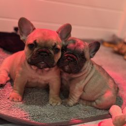 French Bulldog Puppies from Pawcific Coast Bullies
