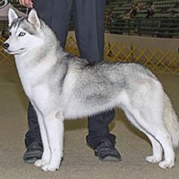 Siberian Husky Puppies from Pachodi Kennels