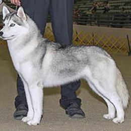 Siberian Husky Puppies from Pachodi Kennels