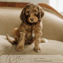 Willie Nelson - Sable male Goldendoodle puppy in Hiddenite, North Carolina from Rose and Reid Doodles