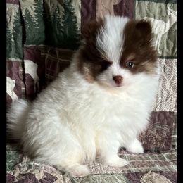 Pomeranians from Classy Poms