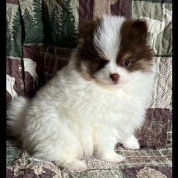 Pomeranians from Classy Poms