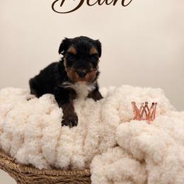Bean - Black & tan tri-color male Morkie puppy in Dallas, Texas from Copper Crown Canines