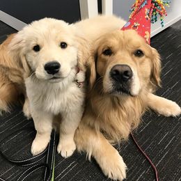 Golden Retriever Puppies from Em's Golden Retrievers