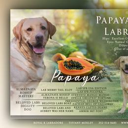 Papaya - Labrador Retriever