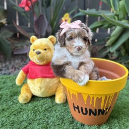 Aussiedoodle Puppies from Silva Ranch Doodles