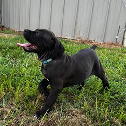 Light Blue Collar Female - Black brindle female Cane Corso puppy in Jasper, Alabama from C&M Cane Corso