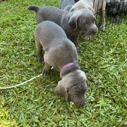 Ms. Purple - Blue female Weimaraner puppy in Appling, Georgia from Georgia Line Weimaraners