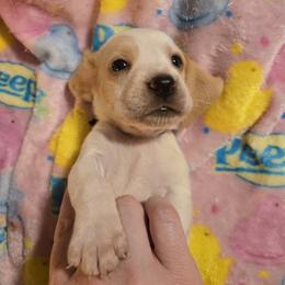 Black-Anakin - Red and white male Basset Hound puppy in Haleyville, Alabama from Violet Lane Basset Hounds