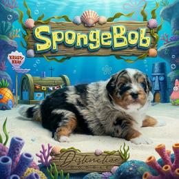 SpongeBob - Blue merle male Aussiedoodle puppy in Kennesaw, Georgia from Distinctive Doodle